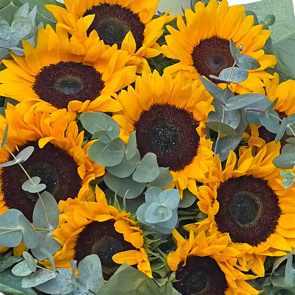 Buchet 9 Helianthus – 9 flori ale soarelui galben eucalipt pistacia, Fleurange Baia Mare [1]