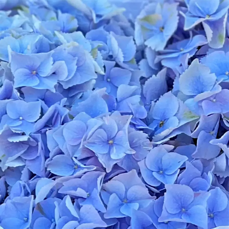 Buchet Blue Bird – Hortensii Albastre, Fleurange Baia Mare [2]