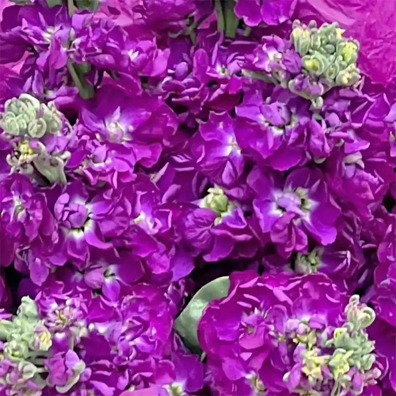 Buchet Lilas – Matiole Mov Parfumate, Fleurange Baia Mare [2]