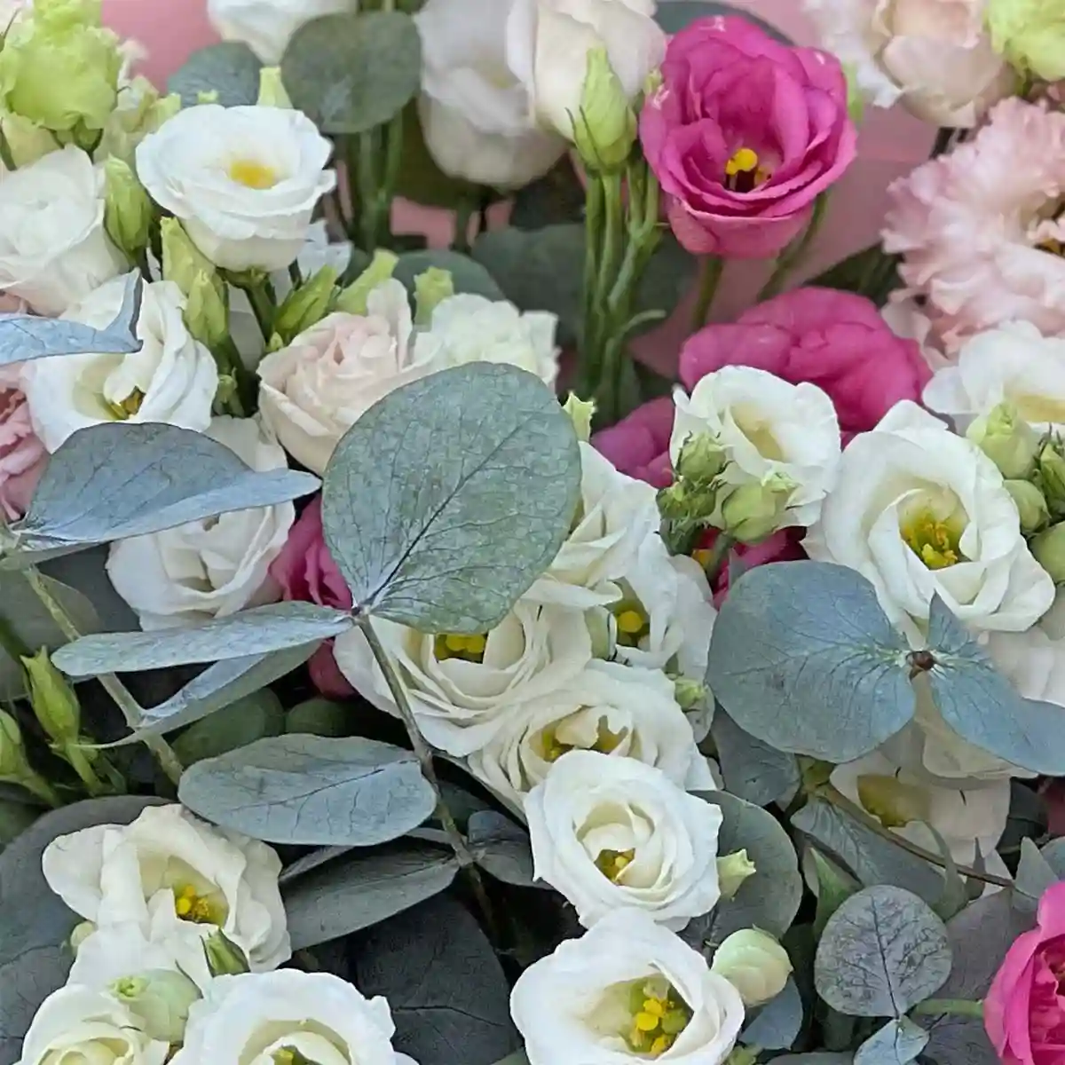 Buchet Lisianthus Alb și Roz – Eustoma cu Eucalipt Cinerea, Fleurange Baia Mare [1]