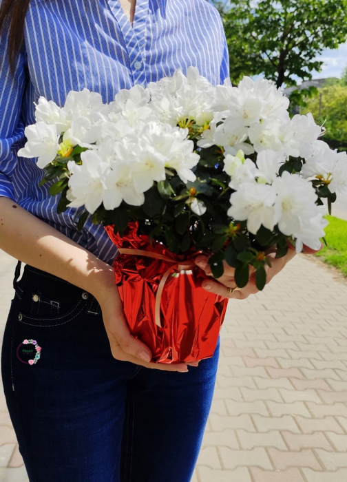 Azalee în ghiveci – Flori in culori spectaculoase | Fleurir [1]