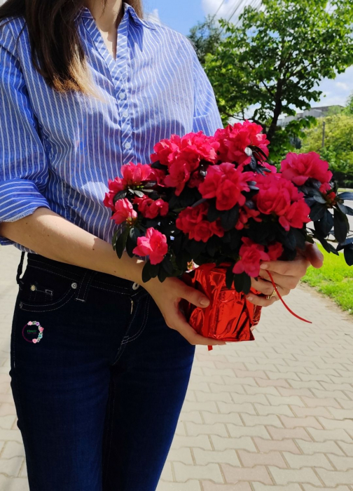 Azalee în ghiveci – Flori in culori spectaculoase | Fleurir [1]