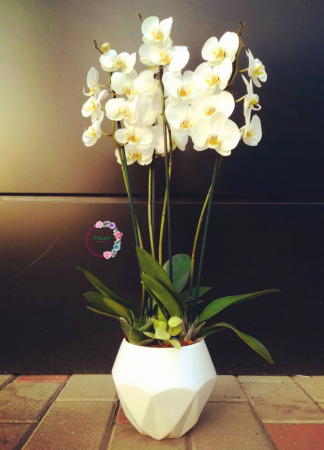 Aranjamente - Orhidee albă în ghiveci ceramic – eleganță și rafinament