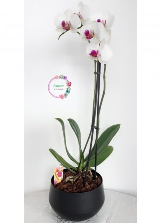 Aranjamente - Orhidee Phalaenopsis albă în ghiveci negru – Fleurir