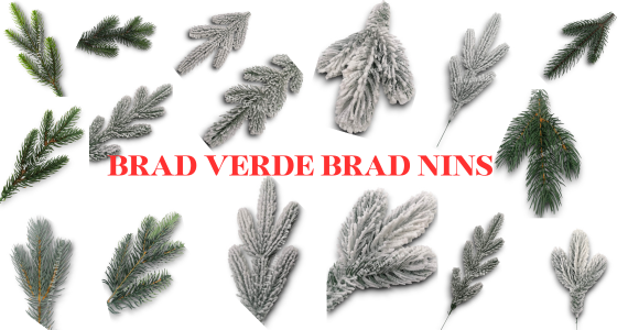 Crengute Brad Verde si Nins
