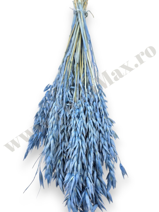 Avena Ovaz flori uscate naturale – buchet decorativ pufos pentru aranjamente florale si decor rustic [2]