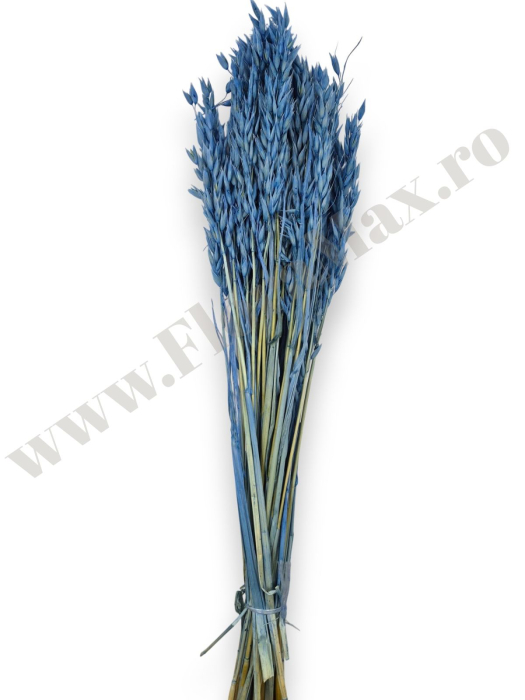 Avena Ovaz flori uscate naturale – buchet decorativ pufos pentru aranjamente florale si decor rustic [3]