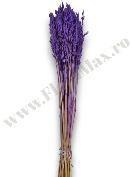 Avena Ovaz flori uscate naturale – buchet decorativ pufos pentru aranjamente florale si decor rustic [2]