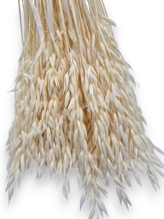 Avena Ovaz flori uscate naturale – buchet decorativ pufos pentru aranjamente florale si decor rustic [2]