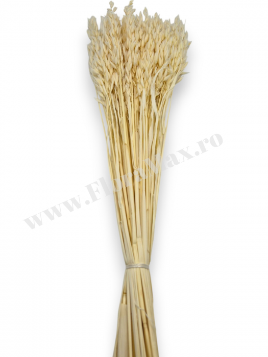 Avena Ovaz flori uscate naturale – buchet decorativ pufos pentru aranjamente florale si decor rustic [3]