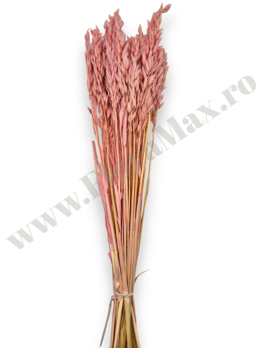 Avena Ovaz flori uscate naturale – buchet decorativ pufos pentru aranjamente florale si decor rustic [3]