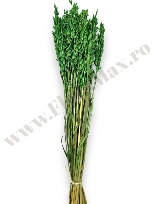 Avena Ovaz flori uscate naturale – buchet decorativ pufos pentru aranjamente florale si decor rustic [2]
