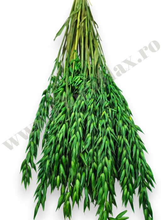 Avena Ovaz flori uscate naturale – buchet decorativ pufos pentru aranjamente florale si decor rustic [3]