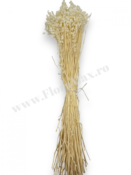 Briza Maxima Albit 70 grame [3]