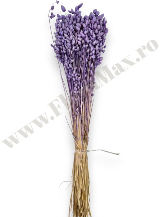 briza-maxima-lila-calitate-premium-flori-uscate-ieftine-70g.jpg [3]
