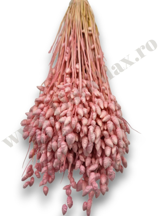 briza-maxima-calitate-premium-flori-uscate-ieftine-70g.jpg [2]