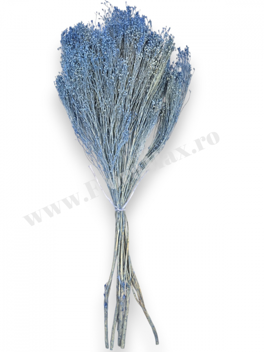 Broom Bloom – flori uscate premium [3]