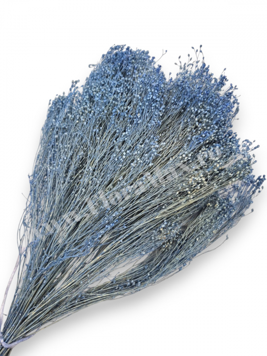 Broom Bloom – flori uscate premium [1]