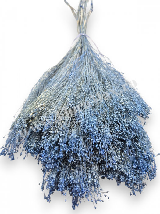 Broom Bloom – flori uscate premium [2]