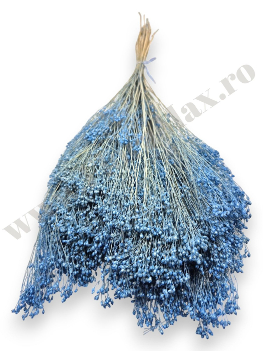 Broom Bloom – flori uscate premium [2]