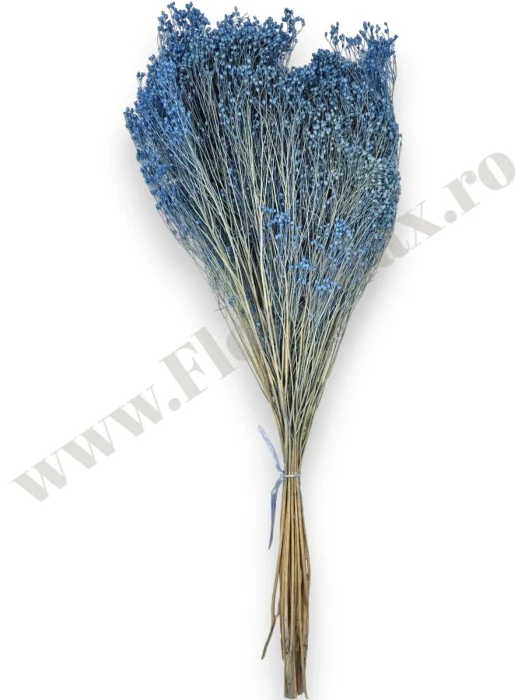 Broom Bloom – flori uscate premium [3]