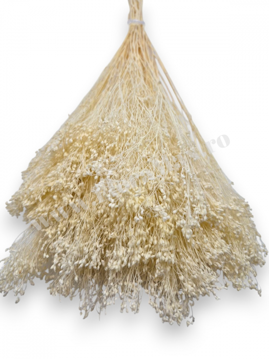 Broom Bloom – flori uscate premium [2]