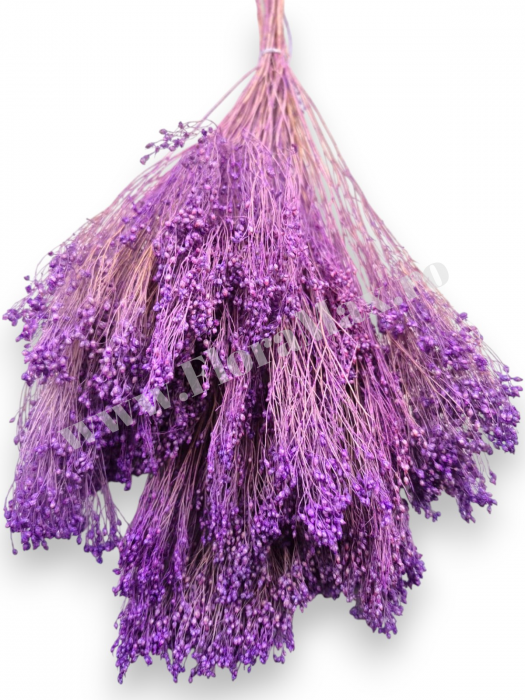 Broom Bloom – flori uscate premium [2]