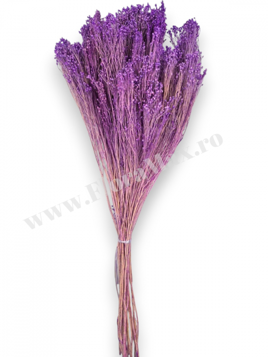 Broom Bloom – flori uscate premium [3]