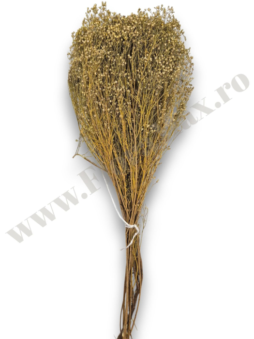 broom-bloom-100g-calitate-premium-invitatii-nunta-botez.jpg [2]