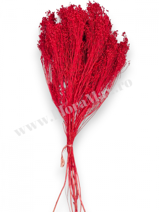 Broom Bloom – flori uscate premium [3]