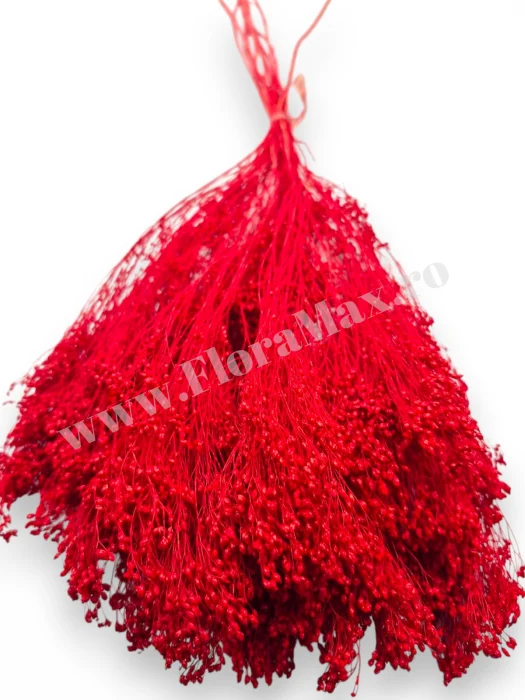 Broom Bloom – flori uscate premium [3]