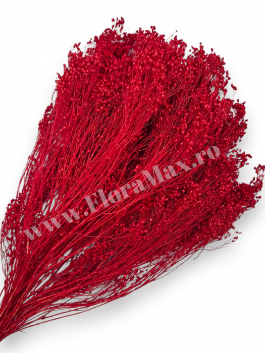 Broom Bloom – flori uscate premium [1]
