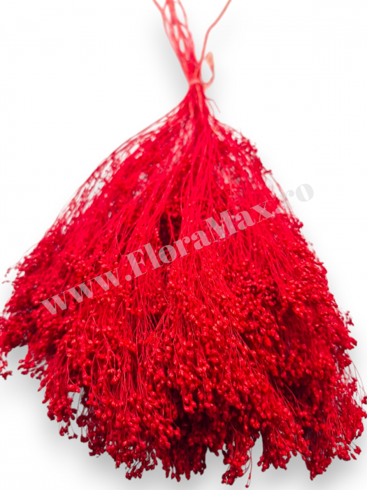 Broom Bloom – flori uscate premium [2]