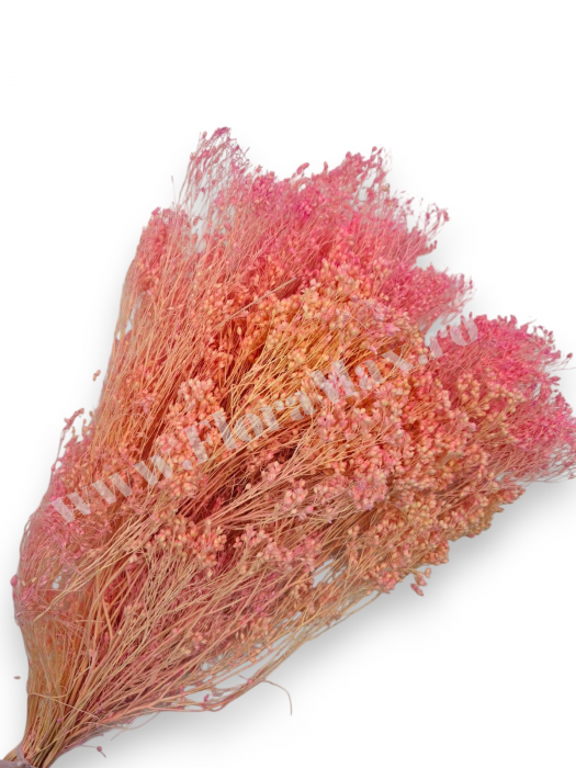 Broom Bloom – flori uscate premium [1]