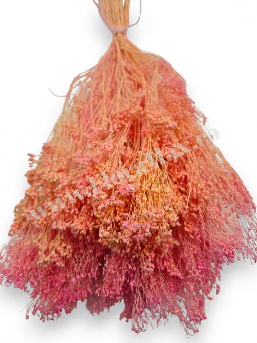 Broom Bloom – flori uscate premium [2]