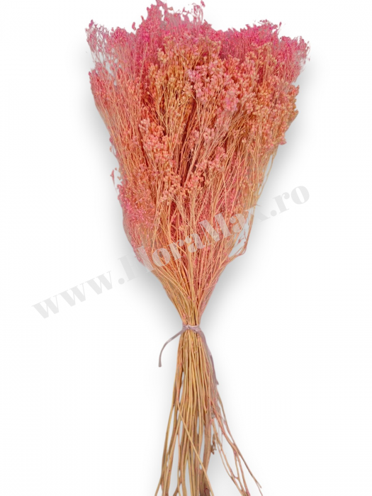 Broom Bloom – flori uscate premium [3]