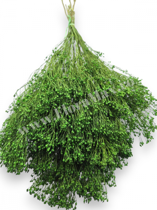 Broom Bloom – flori uscate premium [2]