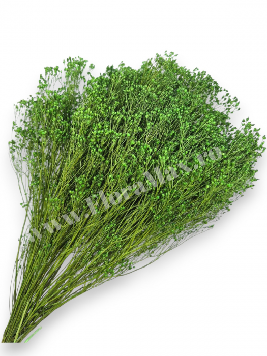 Broom Bloom – flori uscate premium [1]