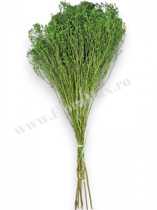 Broom Bloom – flori uscate premium [3]
