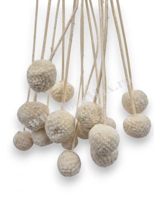 Craspedia flori uscate naturale – buchet galben vibrant pentru decor modern si aranjamente florale [2]