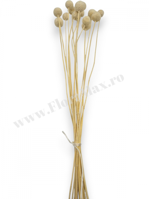 Craspedia flori uscate naturale – buchet galben vibrant pentru decor modern si aranjamente florale [3]