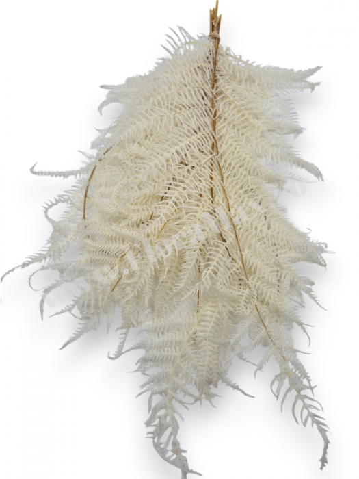 feriga-stabilizata-alb-ivory-10-fire-40-50cm [2]