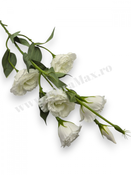 Fir Eustoma 5 Capete [2]