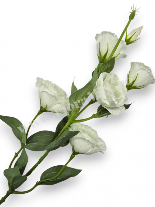 Fir Eustoma 5 Capete [1]