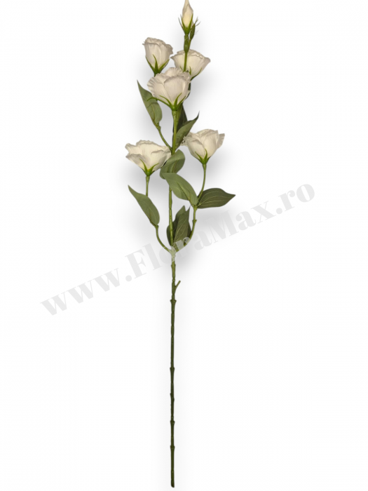 Fir Eustoma 5 Capete [3]