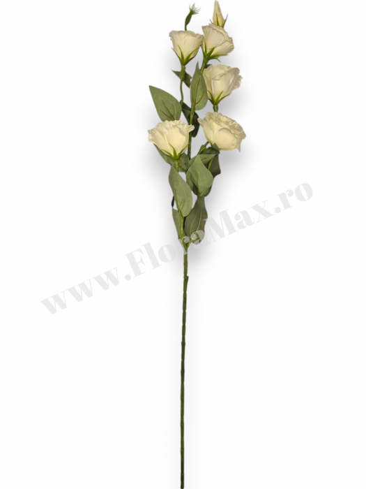 Fir Eustoma 5 Capete [3]