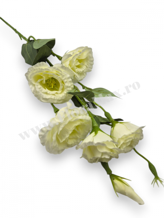 Fir Eustoma 5 Capete [2]