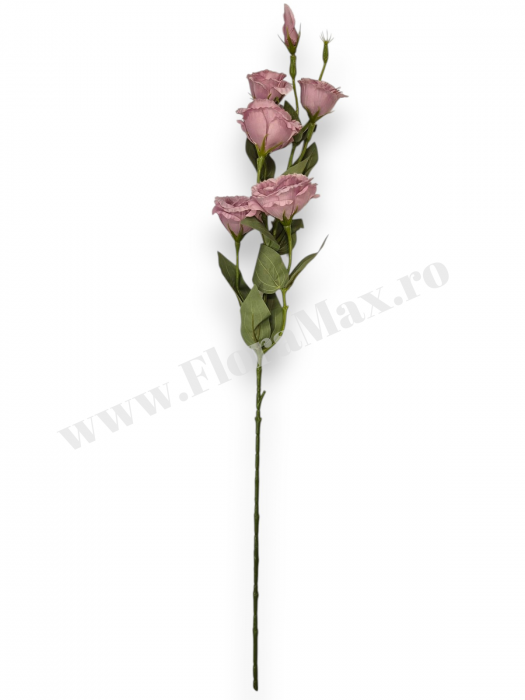 Fir Eustoma 5 Capete [3]