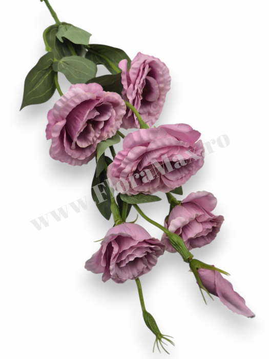 Fir Eustoma 5 Capete [2]