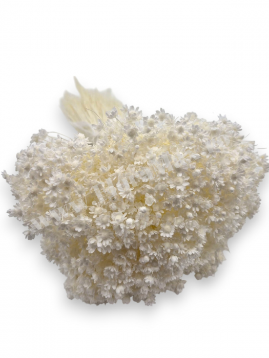 Glixia flori uscate naturale – buchet decorativ colorat pentru aranjamente florale, nunti si decor interior [2]